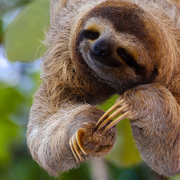 baby sloth poses for the camera on the tree