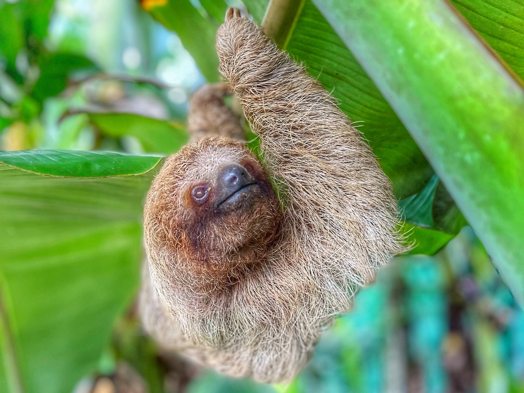 Rainforest Sloth Discovery & Waterfall Swim
